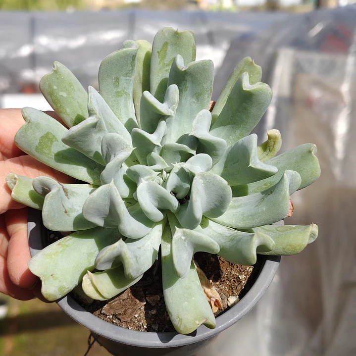 Echeveria Runyonii 