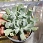 Echeveria Runyonii 