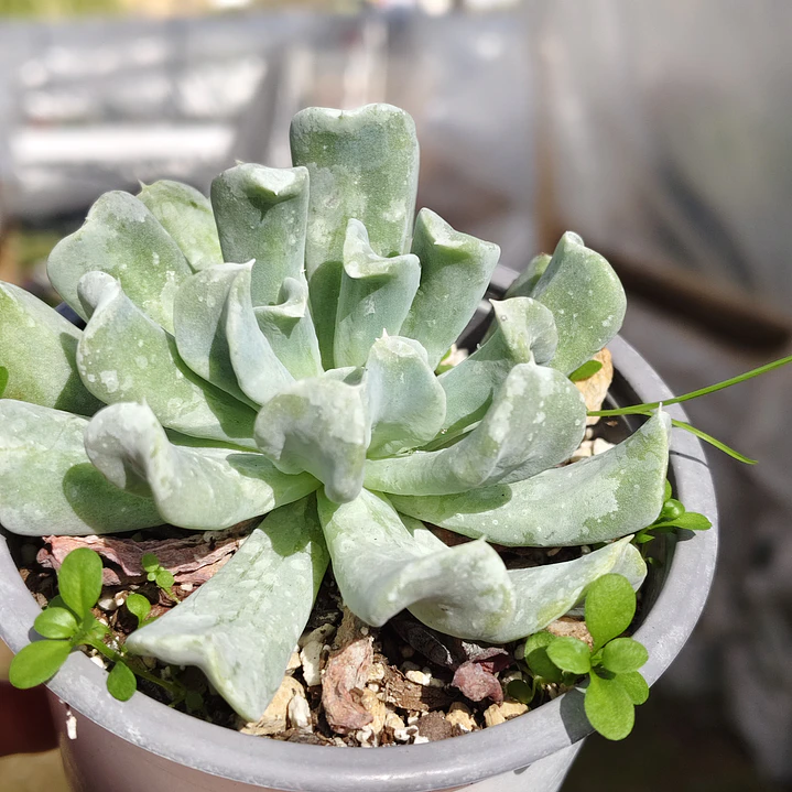 Echeveria Runyonii 
