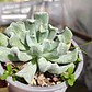 Echeveria Runyonii 