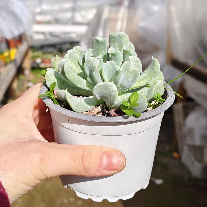 Echeveria Runyonii 