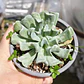 Echeveria Runyonii 