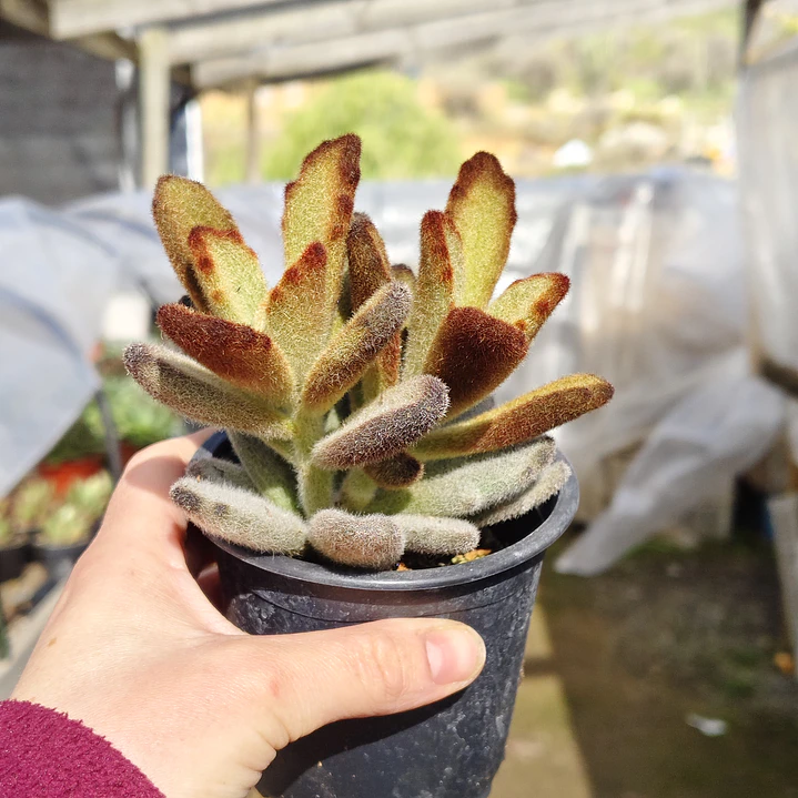 Kalanchoe 