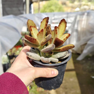 Kalanchoe 