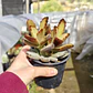 Kalanchoe 