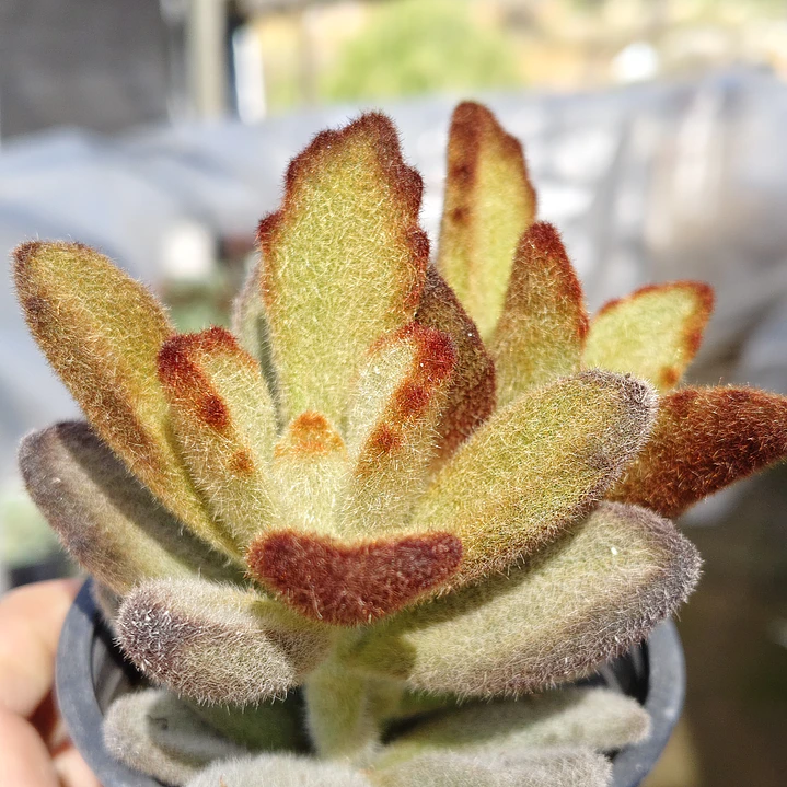 Kalanchoe 