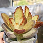 Kalanchoe 