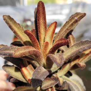 Kalanchoe Chocolate