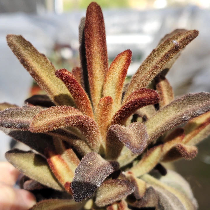 Kalanchoe Chocolate 2