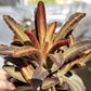 Kalanchoe Chocolate - Miniatura 2