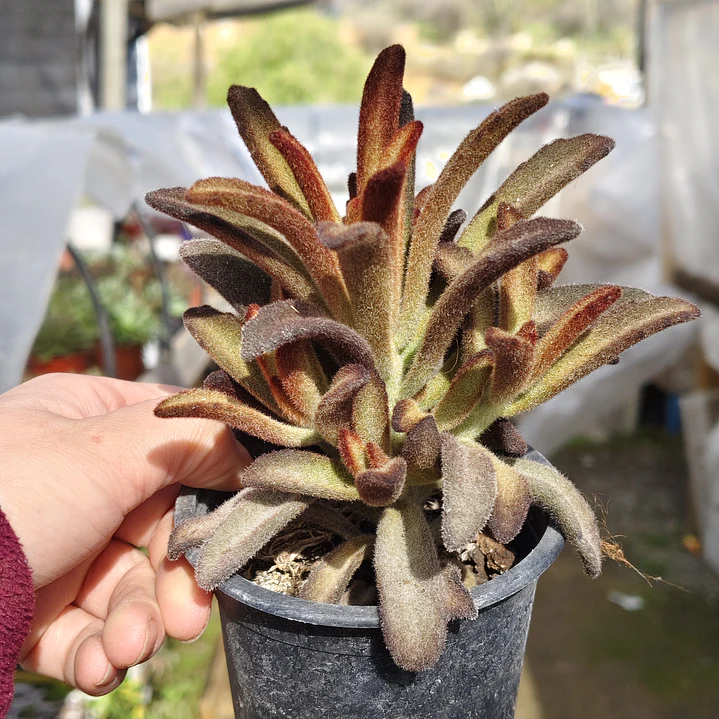 Kalanchoe Chocolate 3