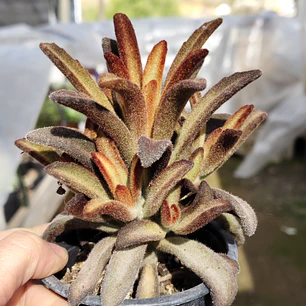 Kalanchoe Chocolate