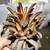 Kalanchoe Chocolate