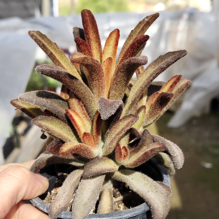 Kalanchoe Chocolate 1