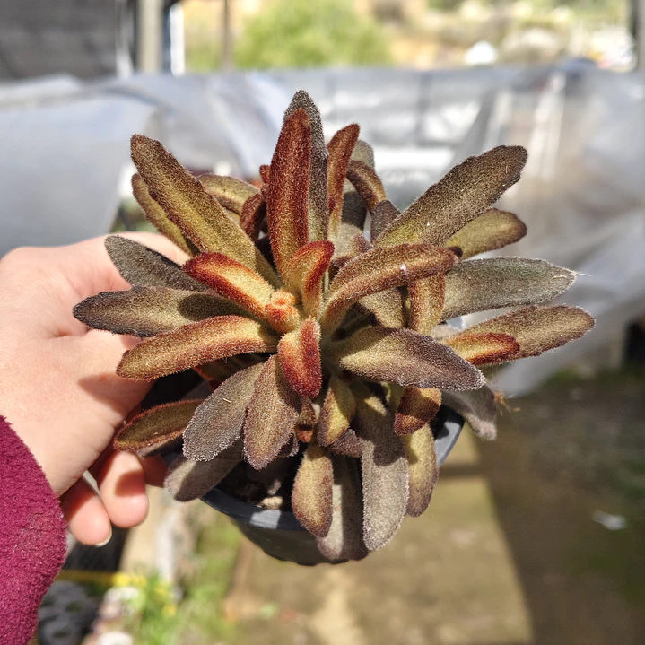 Kalanchoe Chocolate 4