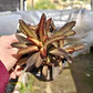 Kalanchoe Chocolate - Miniatura 4