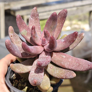 Pachyphytum Ganzhou