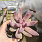 Pachyphytum Ganzhou - Miniatura 2