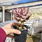 Pachyphytum Ganzhou - Miniatura 3