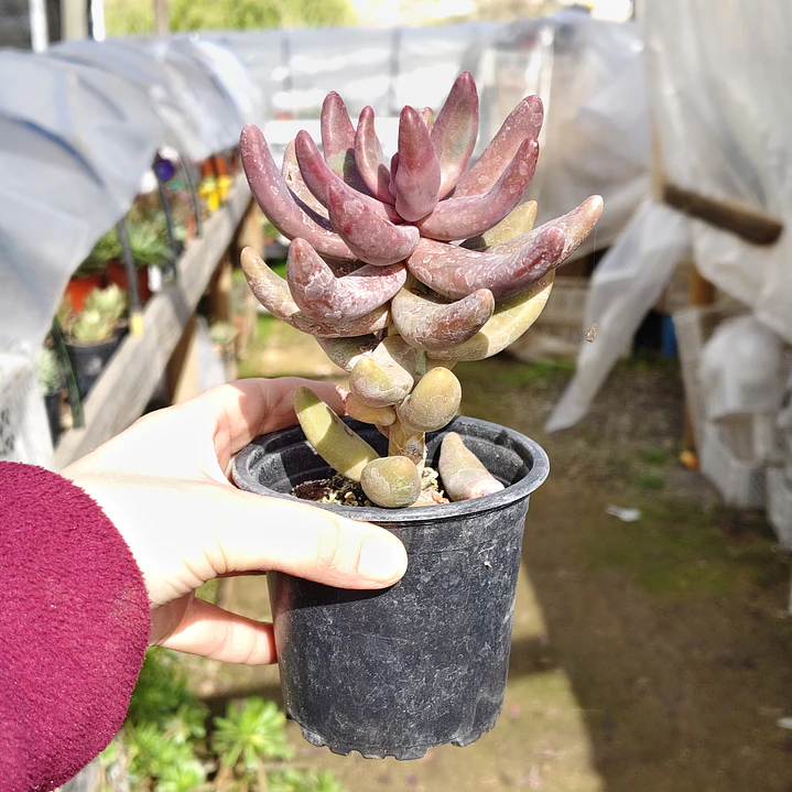 Pachyphytum Ganzhou 4