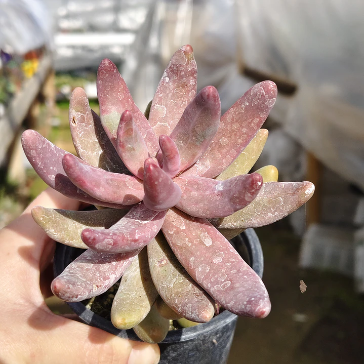 Pachyphytum Ganzhou 5