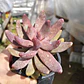 Pachyphytum Ganzhou - Miniatura 5