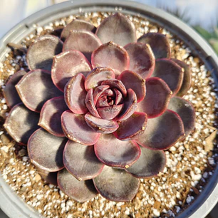 Echeveria J'adore  (Coreana)