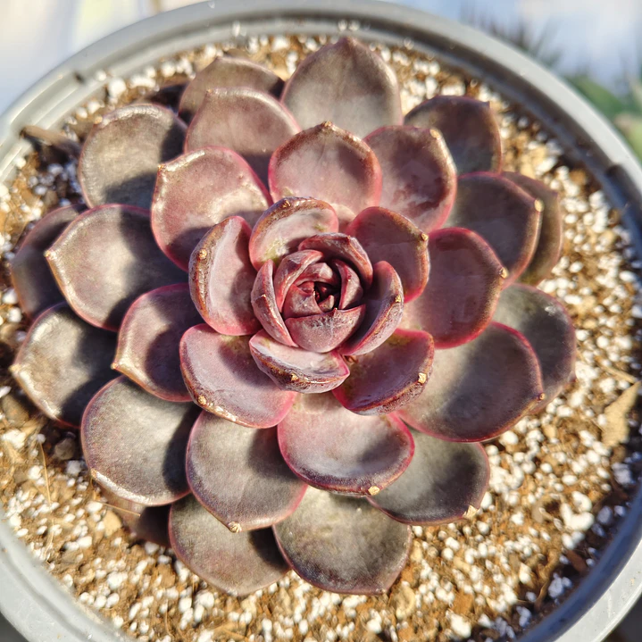 Echeveria J'adore  (Coreana) 1