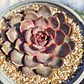 Echeveria J'adore  (Coreana) - Miniatura 1