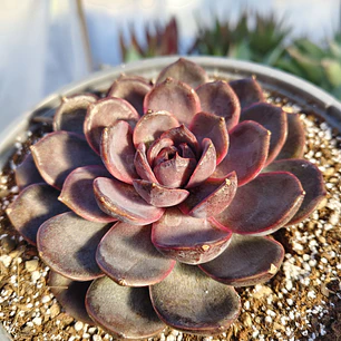 Echeveria J'adore  (Coreana)