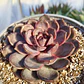 Echeveria J'adore  (Coreana) - Miniatura 2