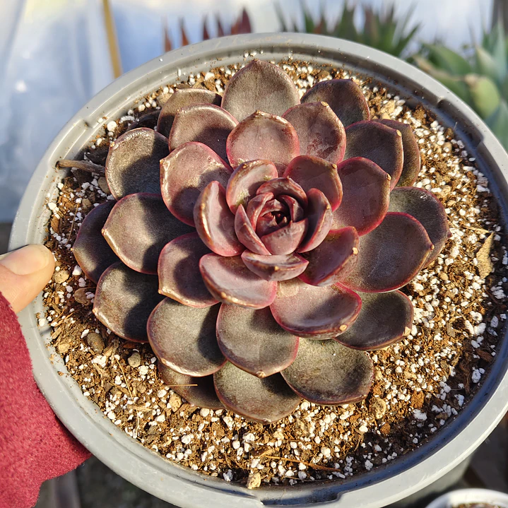 Echeveria J'adore  (Coreana) 3