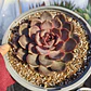 Echeveria J'adore  (Coreana) - Miniatura 3