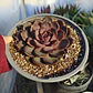 Echeveria J'adore  (Coreana) - Miniatura 4
