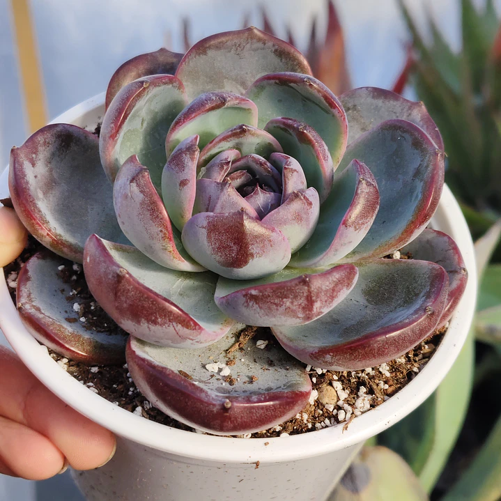 Echeveria Dark Opal 5