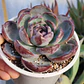 Echeveria Dark Opal - Miniatura 5
