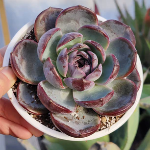Echeveria Dark Opal