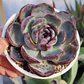Echeveria Dark Opal - Miniatura 1