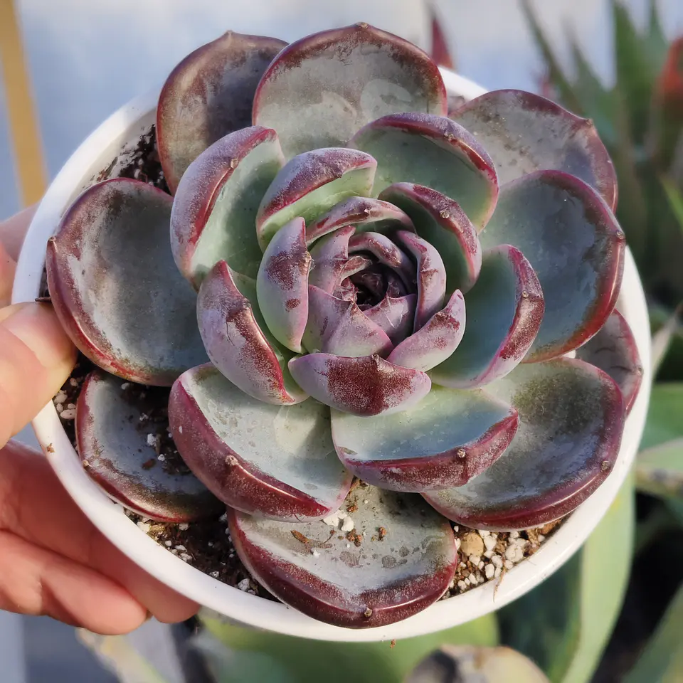 Echeveria Dark Opal 1