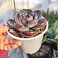 Echeveria Dark Opal - Miniatura 3