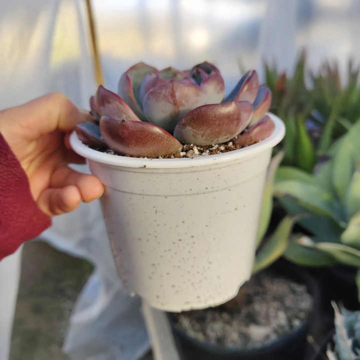 Echeveria Dark Opal 4