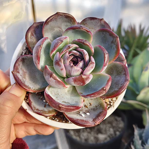 Echeveria Dark Opal