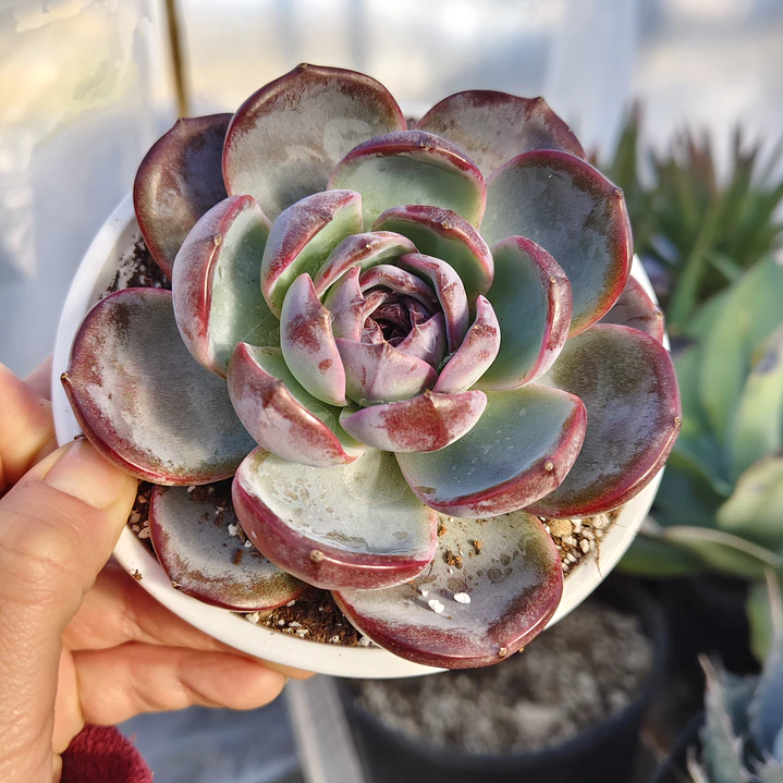 Echeveria Dark Opal 2