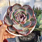 Echeveria Dark Opal - Miniatura 2