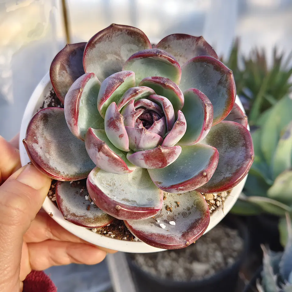 Echeveria Dark Opal 2