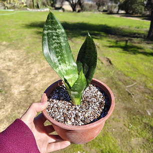 Sansevieria Robusta 