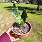 Sansevieria Robusta  - Miniatura 4