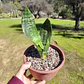 Sansevieria Robusta  - Miniatura 5