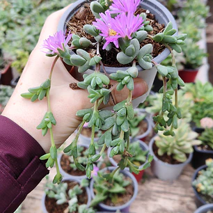 Braunsia Maximilani