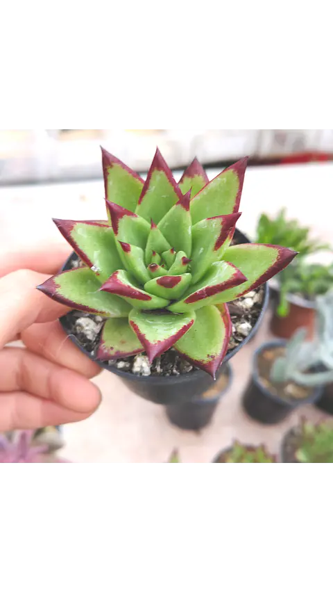 Echeveria lipstick pequeña 